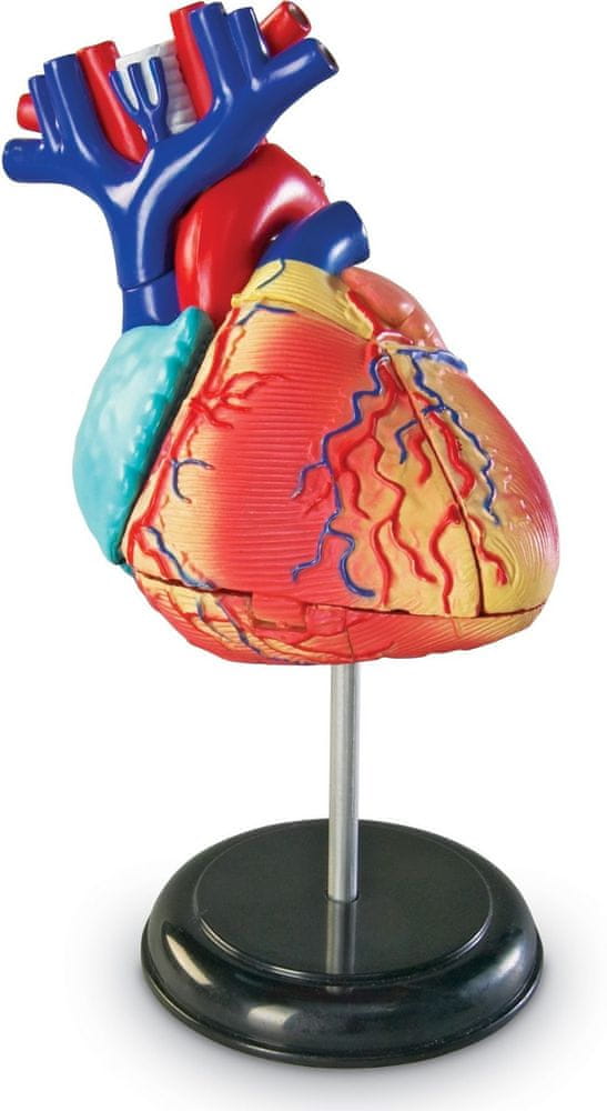 Learning Resources Anatomický model srdca
